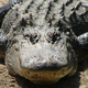 Illustration for article titled Alligators use cannibalism as the ultimate population control